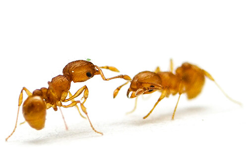 La fourmi électrique